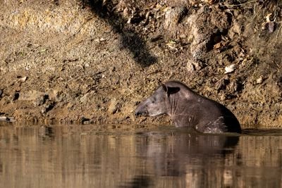 JOURS 11, 12 et 13 : LA FAUNE DE YASUNI