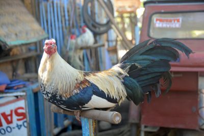 Jour 17 : Temps libre à Manille avant vol retour