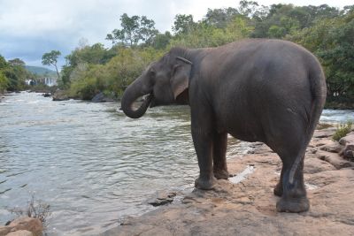 © Stéphanie Kergourlay - Jour 9 : Luang Prabang - centre de protection des éléphants Jour 9 : Luang Prabang - centre de protection des éléphants