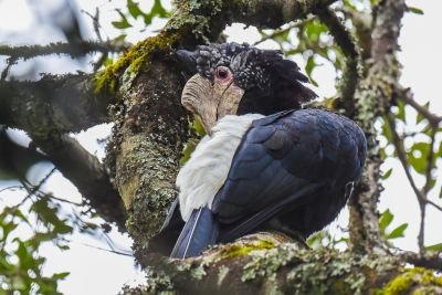 Jour 2 : Arrivée au Kenya – Mont Kenya.