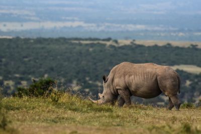 Jour 3 & 4 : Mont Kenya – Parc National de Meru.