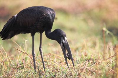 Jours 1 et 2 : France - Kasane (Botswana)