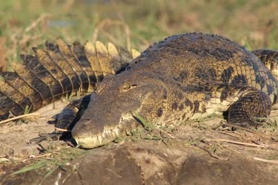 Jours 4 et 5 : fleuve Zambezi et rivière Chobe (Namibie)