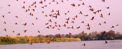 Jours 6 et 7 : fleuve Okavango (Botswana)