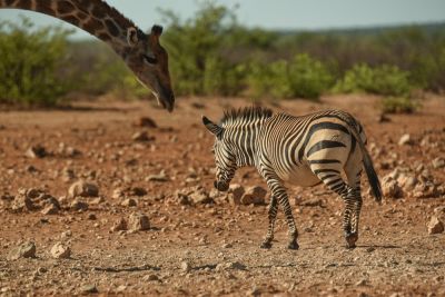 Jours 10 à 12: parc national d'Etosha
