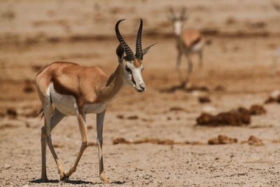 Jour 13 : Safari et retour vers Windhoek