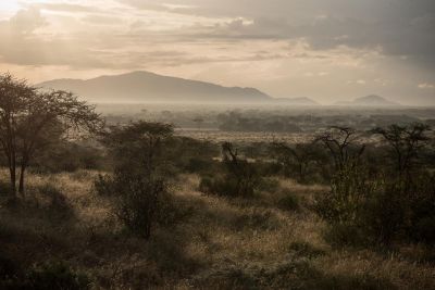 © Sylvain Lefebvre - Jours 2 et 3- Réserve privée d'Ol Pejeta. Jours 2 et 3- Réserve privée d'Ol Pejeta.