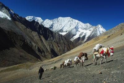 © Terres Oubliées - Jour 17 : Sephu Khola - Sela Mukchuri La - Lanmuse La (4850m) Jour 17 : Sephu Khola - Sela Mukchuri La - Lanmuse La (4850m)