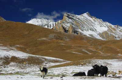 © Terres Oubliées - Jour 20 : De Tharpi Khola à Chan La (5378m) puis Chap Chu (4320m) Jour 20 : De Tharpi Khola à Chan La (5378m) puis Chap Chu (4320m)