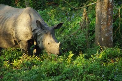 Jours 6 et 7 : Safari dans le parc national de Chitwan