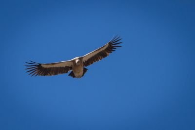 Jours 4 à 9 : De Ghalegaon à Koto (2600m)