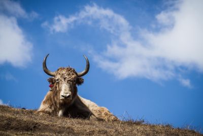 Jour 23 : Vol Jomsom – Pokhara - Kathmandu
