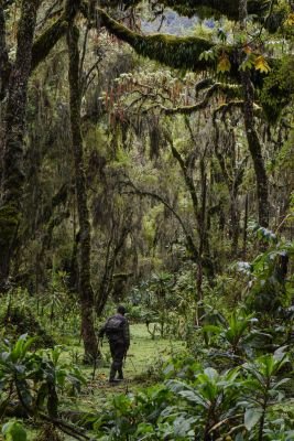 © Sylvain Lefebvre - Jour 2 : arrivée à Kigali (Rwanda) – transfert pour le lac Mutanda (Ouganda) Jour 2 : arrivée à Kigali (Rwanda) – transfert pour le lac Mutanda (Ouganda)