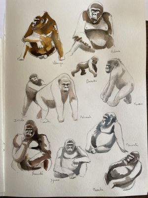 © Adeline Terpo - Jour 4 : rencontre avec les gorilles de montagne Jour 4 : rencontre avec les gorilles de montagne