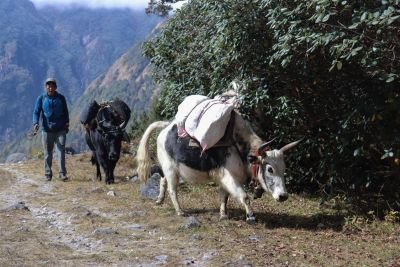 Jour 6. Thyangna à Phale (3250m)