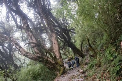 Jour 14. Nango La Phedi à Langjong Kharka (3700m)