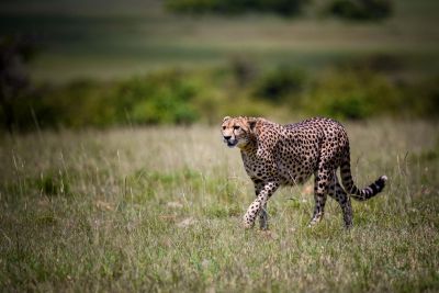 Jours 5 et 6 : Réserve Nationale de Maasaï Mara