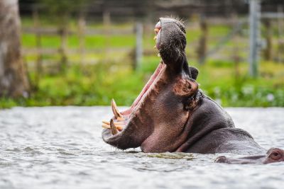 Jour 7 : Maasaï Mara – Naivasha