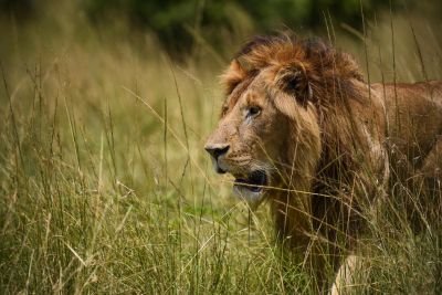 Jour 10 : Amboseli - Mombasa