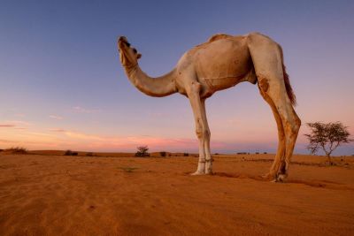 Jour 4 : Erg Ouarane