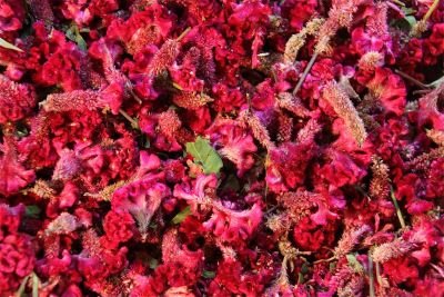 Jour 5 : Immersion dans la ville de Chidambaram