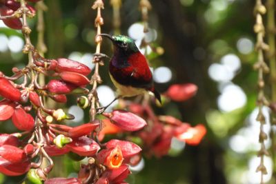 Jour 10 : Munnar et ses plantations de thés