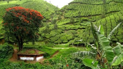 Jour 11 : Randonnée entre plantations de thé et d'épices
