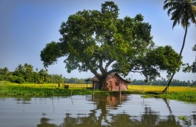 Jour 12 : Promenade en canoe à Alleppey