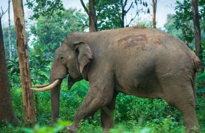 Jour 14 : en train vers Calicut, et séjour dans les forêts du Wayanad
