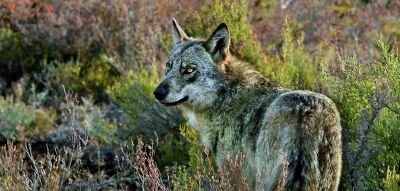 © Laurent Cocherel - Jour 3  :  Sur les traces des loups Jour 3  :  Sur les traces des loups