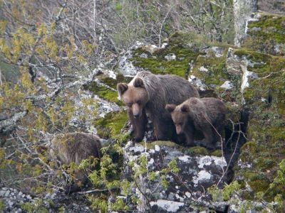 © Brown Bear Foundation - Jour 5  : A la recherche des ours. Jour 5  : A la recherche des ours.