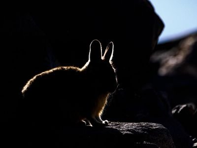 Ombre et lumière sur la viscache andine