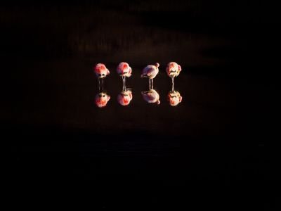 Travail photographiques sur les flamants roses dans l'Atacama