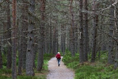 Balade dans la forêt