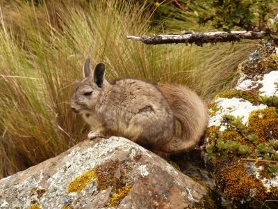 © Matthieu Libeer - Vous ne manquerez pas de croiser la Vizcacha peruana (Lagidium Peruanum) Vous ne manquerez pas de croiser la Vizcacha peruana (Lagidium Peruanum)