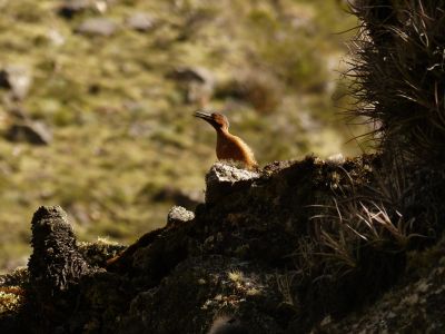 © Matthieu Libeer - Pic sur le chemin entre Hualcayan et Tsaquicocha Pic sur le chemin entre Hualcayan et Tsaquicocha