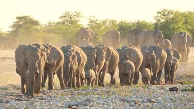 Elephants