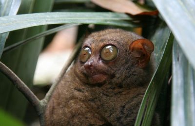 Jour 14 : Tombes de Waruga - Tongkoko national park