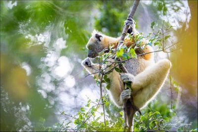Propithèque couronné