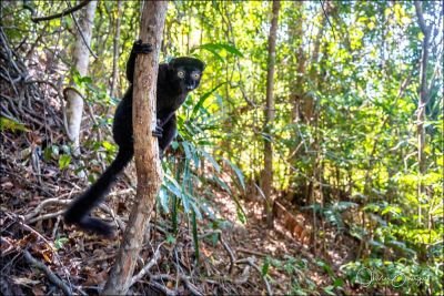 Lémurien noir réserve d'Ankazomborona