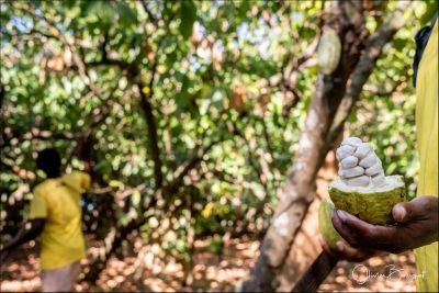 Jour 16 : Vallee de Sambirano - Ambanja
