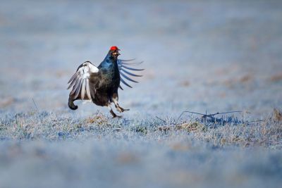 Observation d'un tétra lyre sur le terrain dans le Dévoluy
