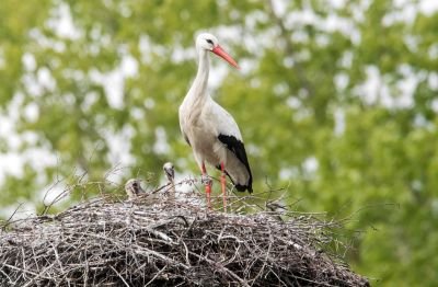 Cigogne Blanche en Avesnois