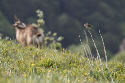Pipit farlouse et chamois