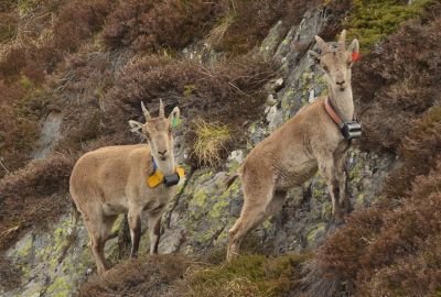 Bouquetins mâle et femelle - PNR Pyrénées Ariégeoises