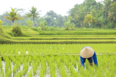 © Matthieu Reynier - Jour 2 : Arrivée à Bali - Installation à Tabanan au coeur des rizières Jour 2 : Arrivée à Bali - Installation à Tabanan au coeur des rizières
