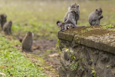 © Matthieu Reynier - Jour 3 : Rencontre et immersion dans la campagne balinaise à Belimbing Jour 3 : Rencontre et immersion dans la campagne balinaise à Belimbing