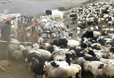 Jour 10 - Journée de rencontres avec les bergers au col de Shimshal