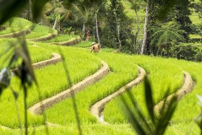 © Matthieu Reynier - Jour 4 : Randonnée dans les rizières de Belimbing Jour 4 : Randonnée dans les rizières de Belimbing