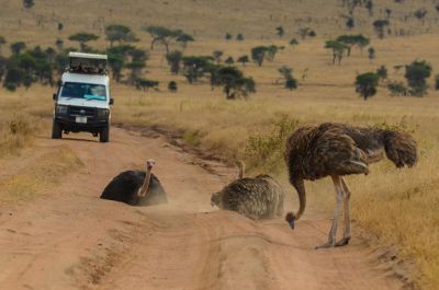 safari dans les parcs nationaux en tanzanie